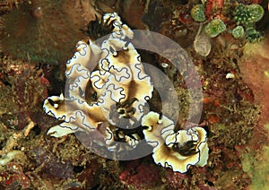 Nudibranches Ã¢â¬â glossodoris atromarginata photo